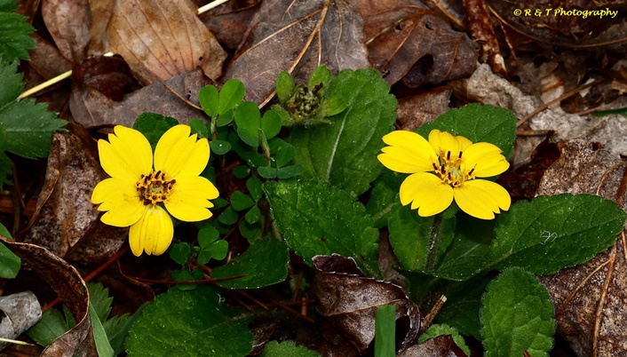 {Chrysogonum virginianum}
